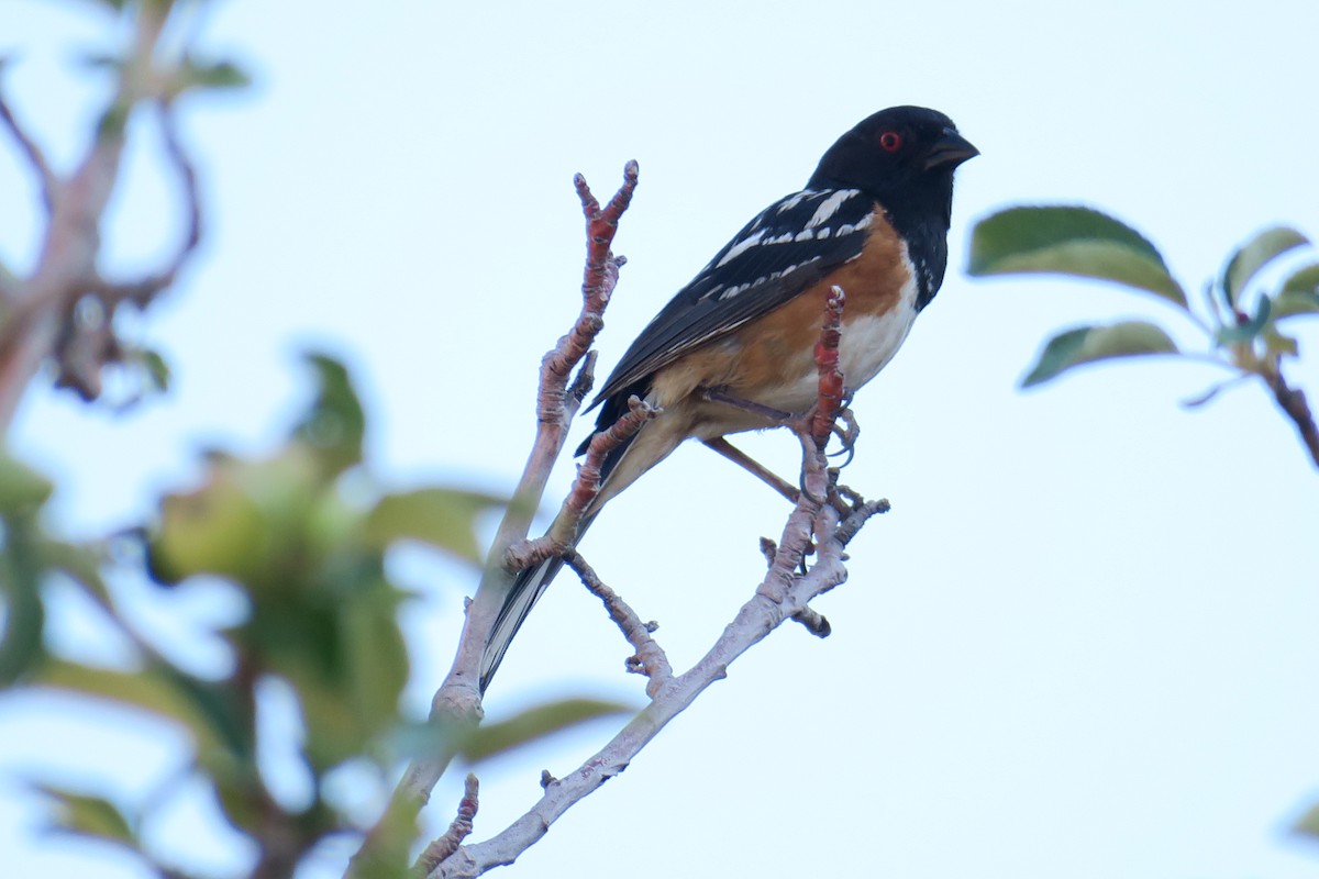 Spotted Towhee - ML361616531