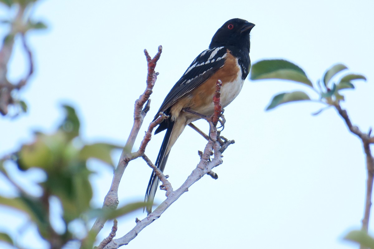 Spotted Towhee - ML361616541