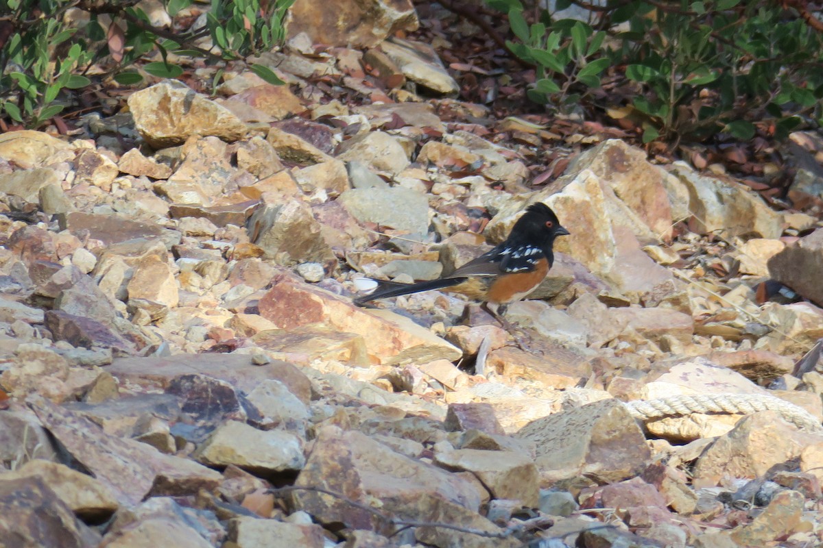Spotted Towhee - ML361616571