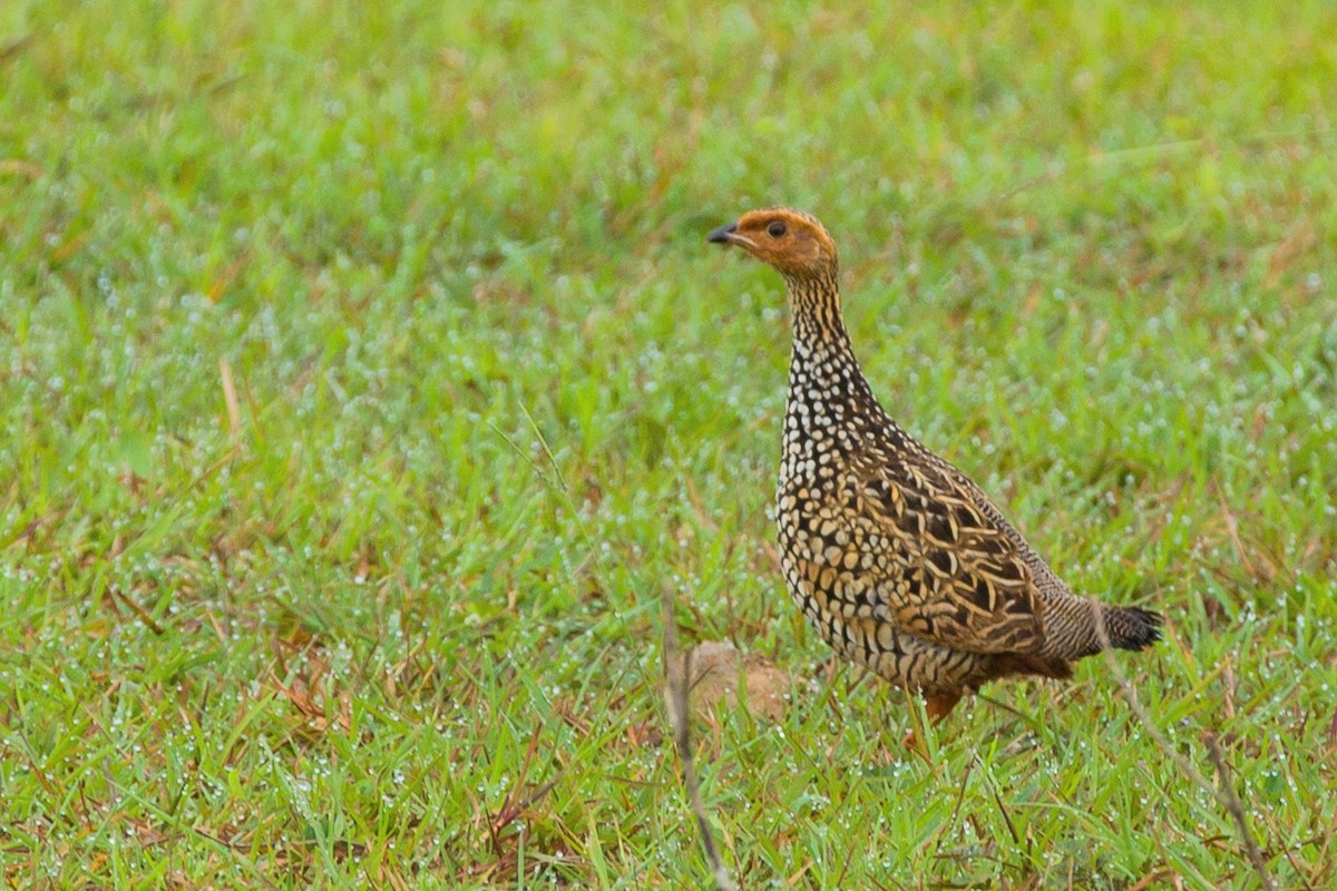 Painted Francolin - Ronith Urs