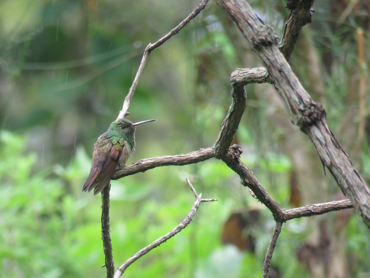 Berylline Hummingbird - Aura Orozco (Mexihca-Aves Birding) 🦩