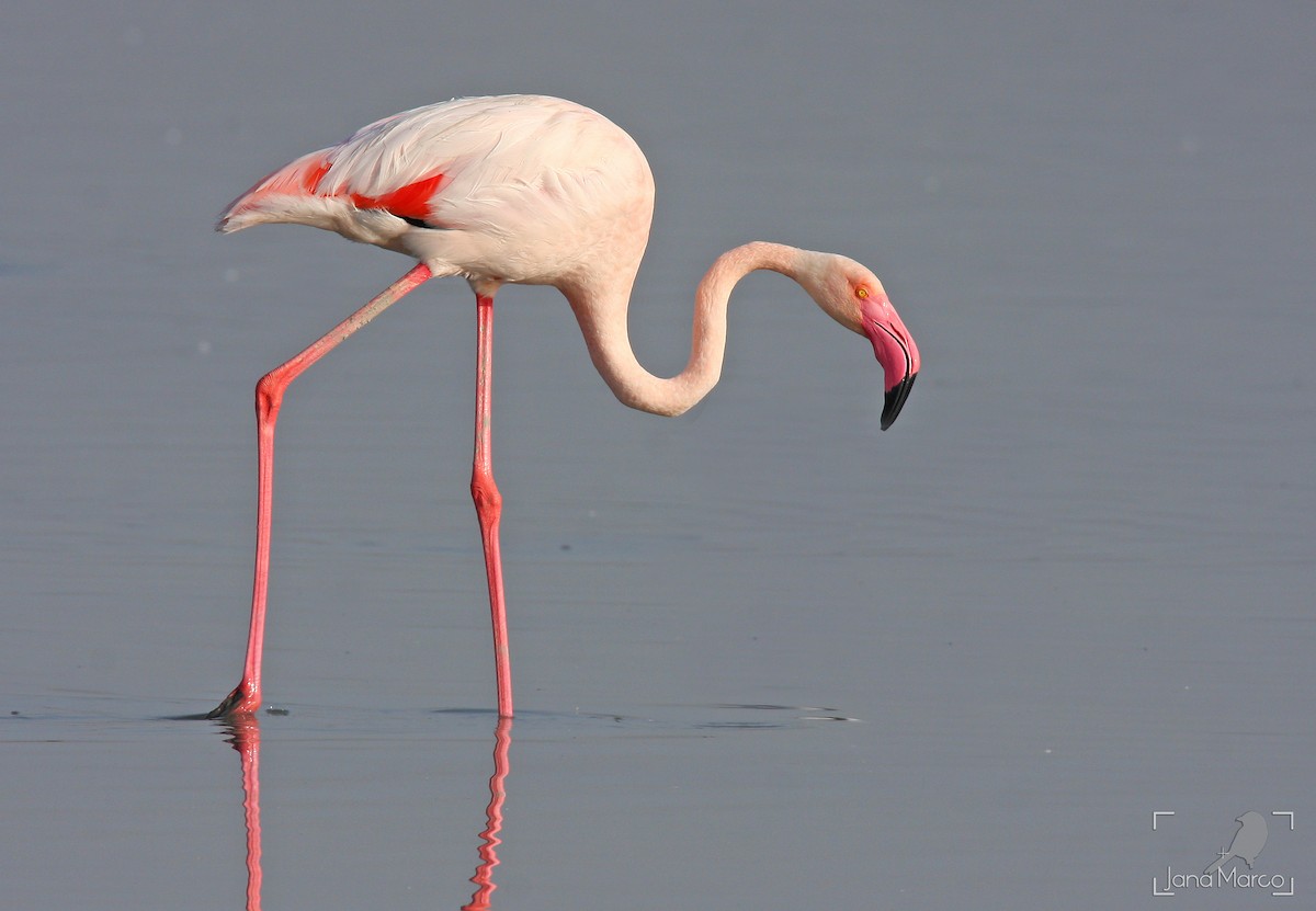 Greater Flamingo - Jana Marco
