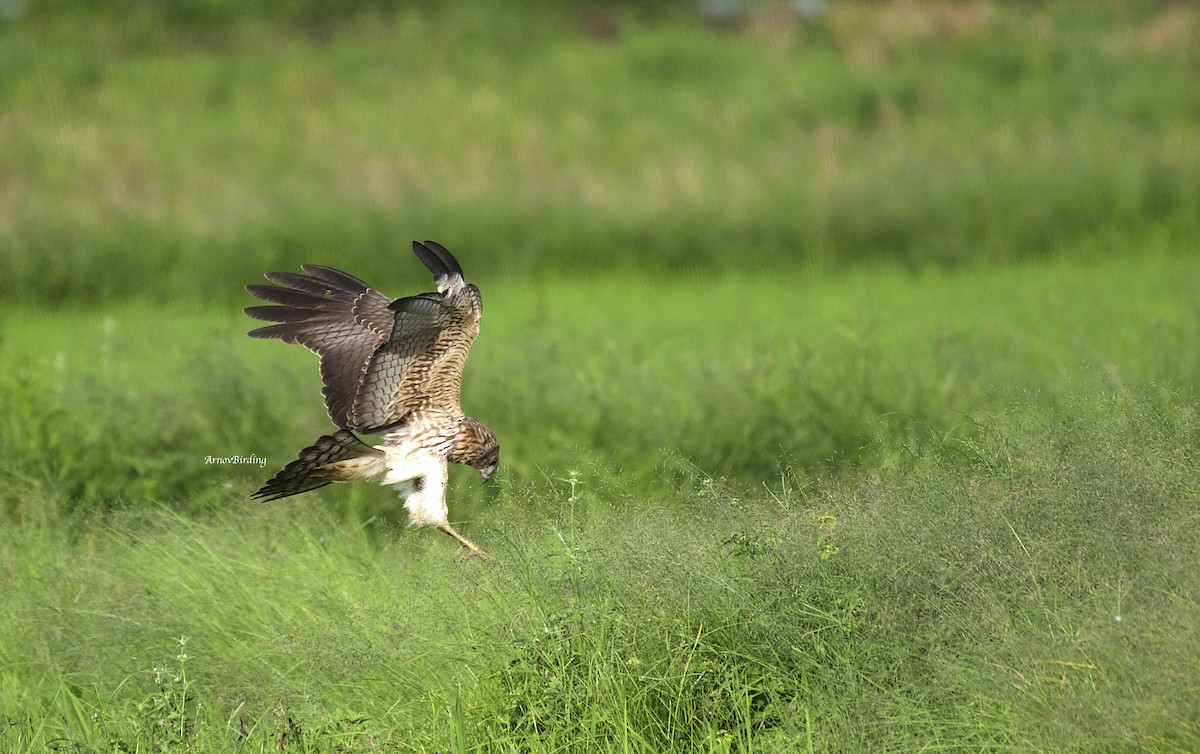 Spotted Harrier - ML361627211