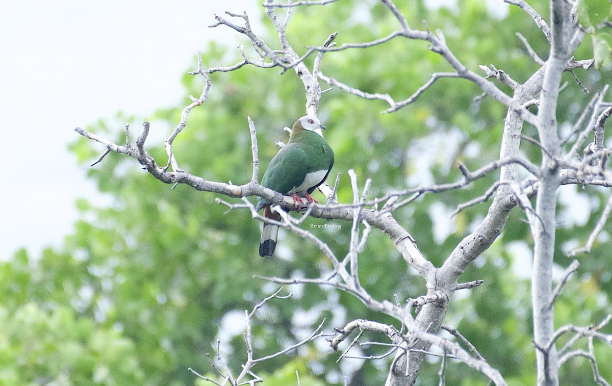 White-bellied Imperial-Pigeon - ML361628241