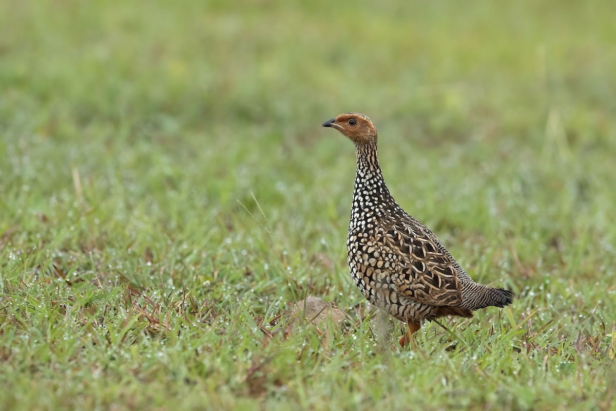 Painted Francolin - ML361632911