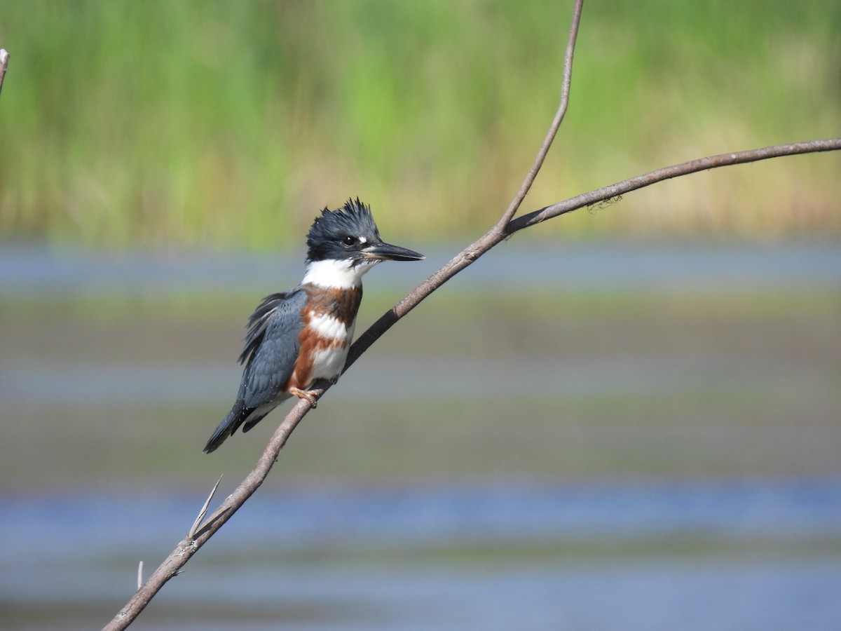 Belted Kingfisher - ML361636511