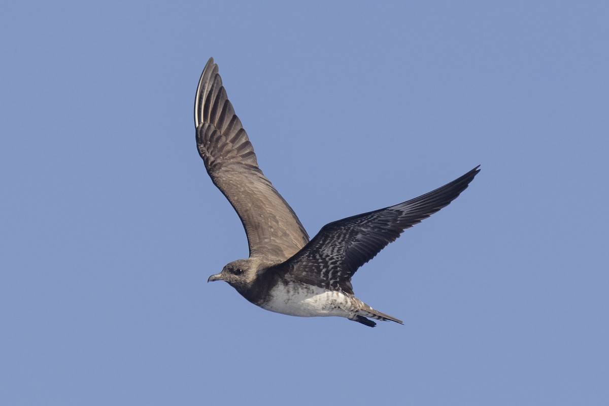 Long-tailed Jaeger - ML361636631