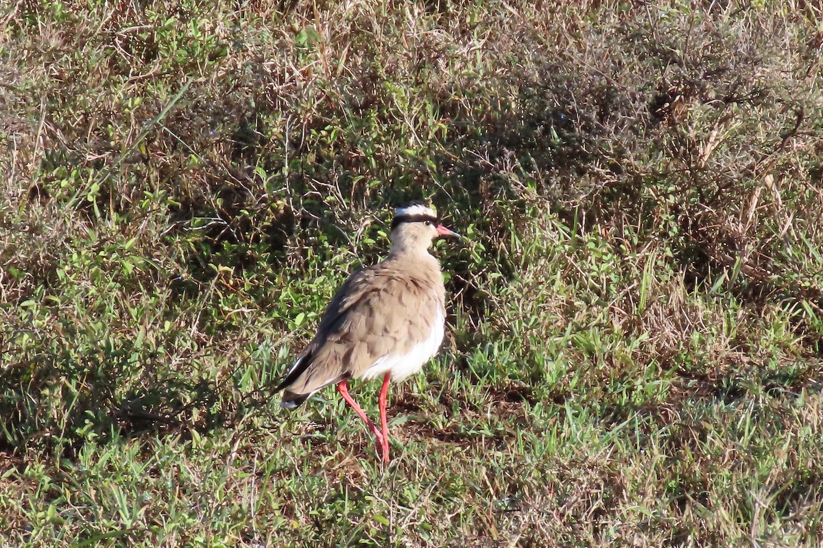 Crowned Lapwing - ML361639761
