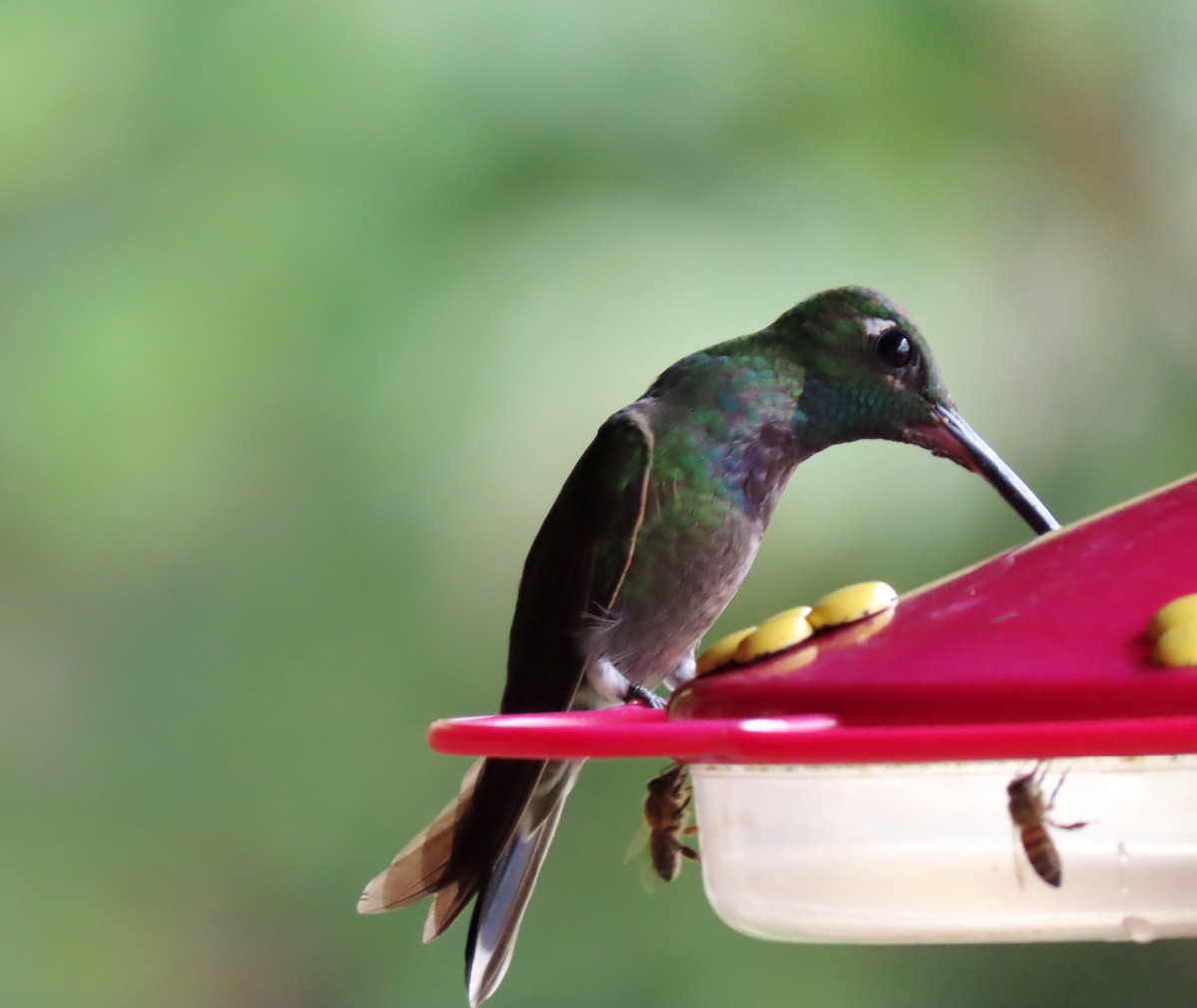 Violet-chested Hummingbird - ML361639781