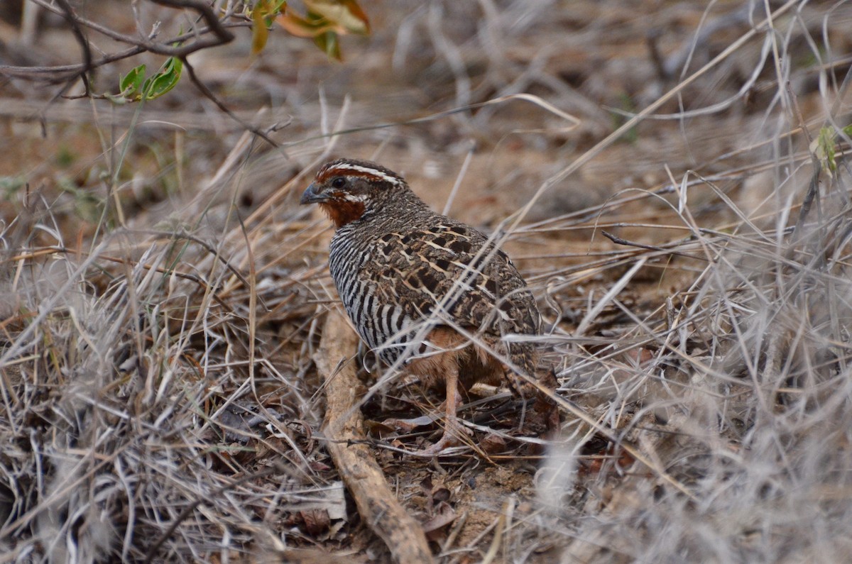 Jungle Bush-Quail - ML36164211