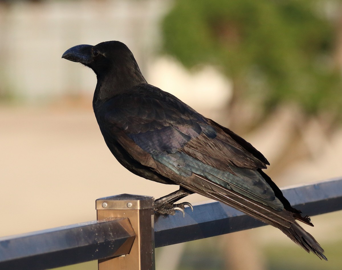 Large-billed Crow - Sharif Uddin