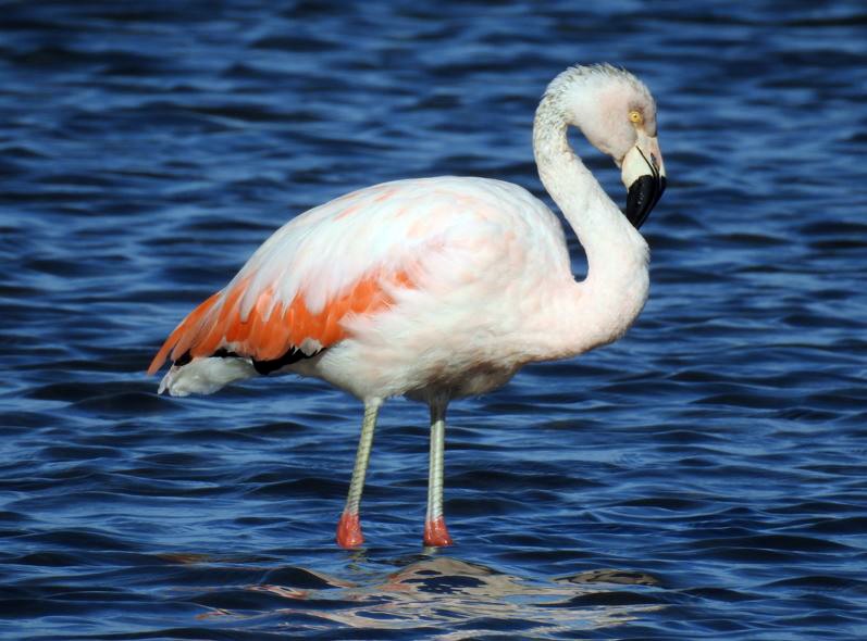 Chilean Flamingo - ML361648991