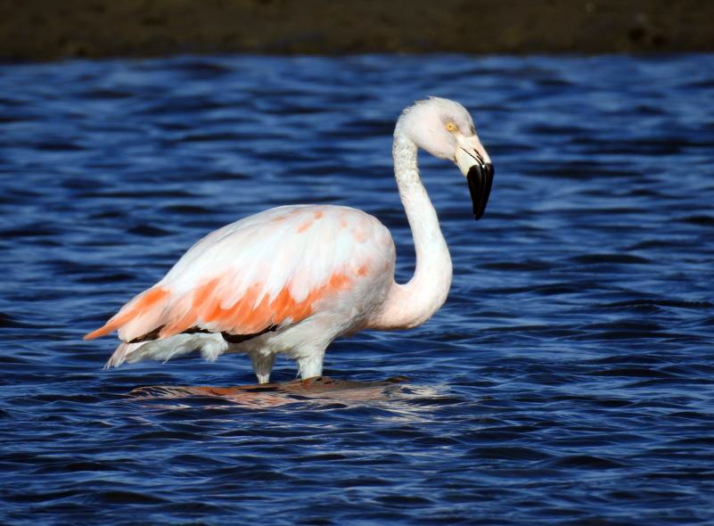 Chilean Flamingo - ML361649001
