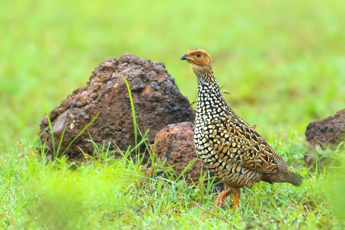 Painted Francolin - ML361649831