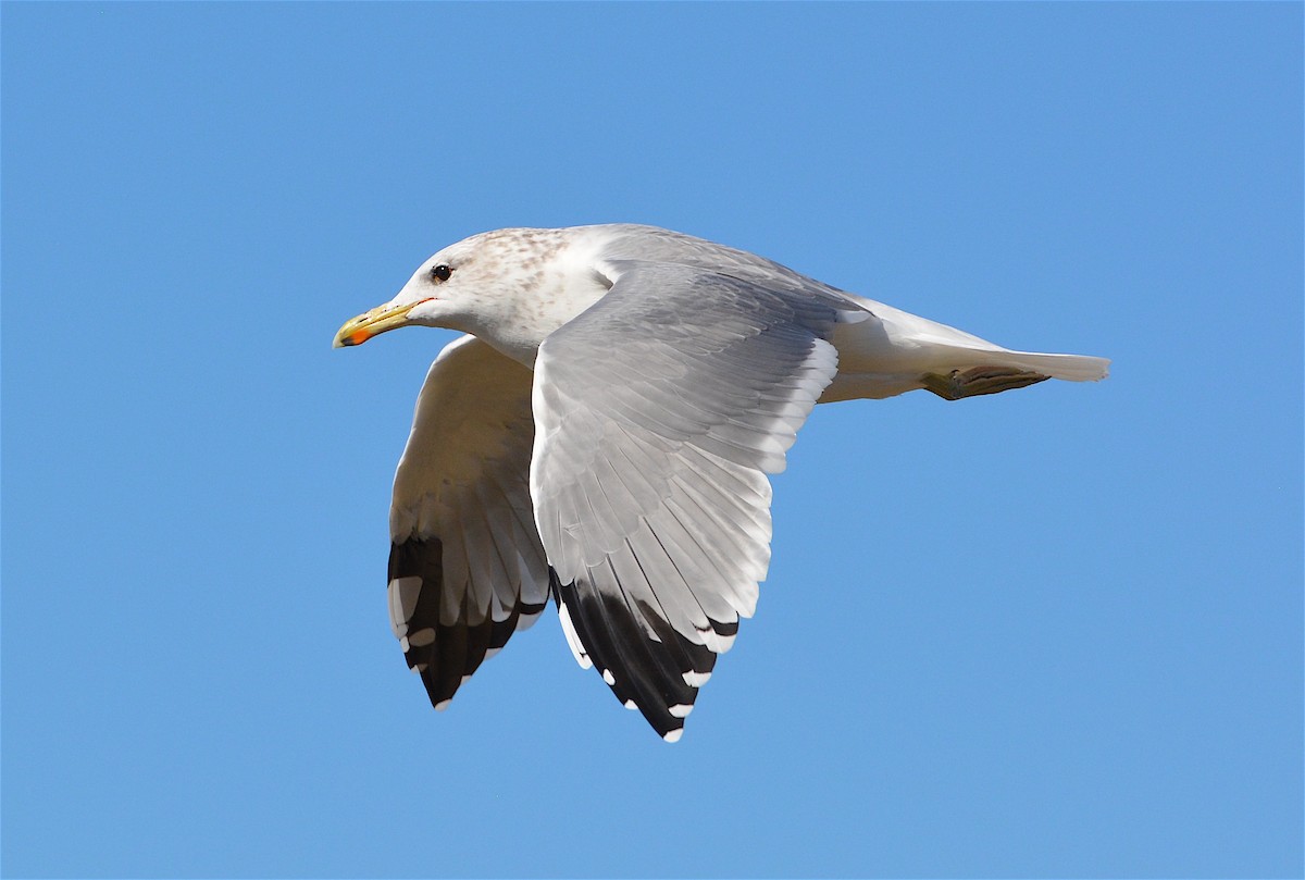 California Gull - Logan Southall