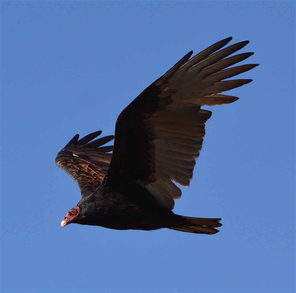 Turkey Vulture - ML36165581