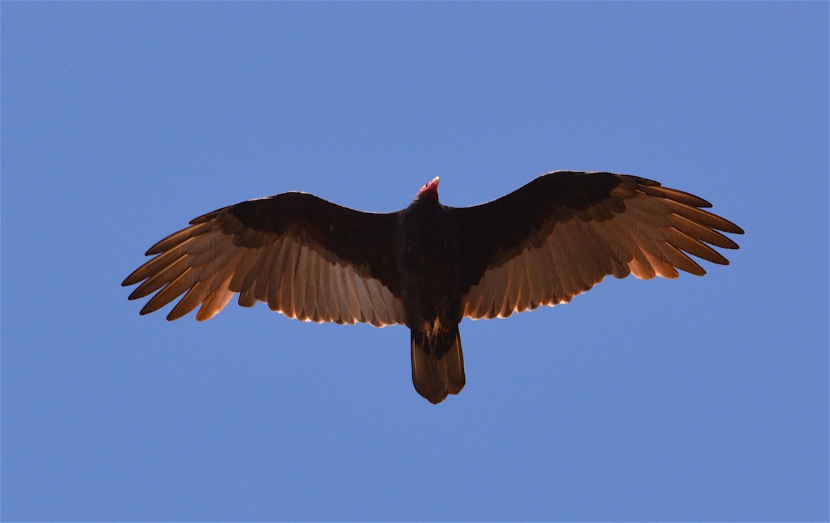 Turkey Vulture - ML36165611