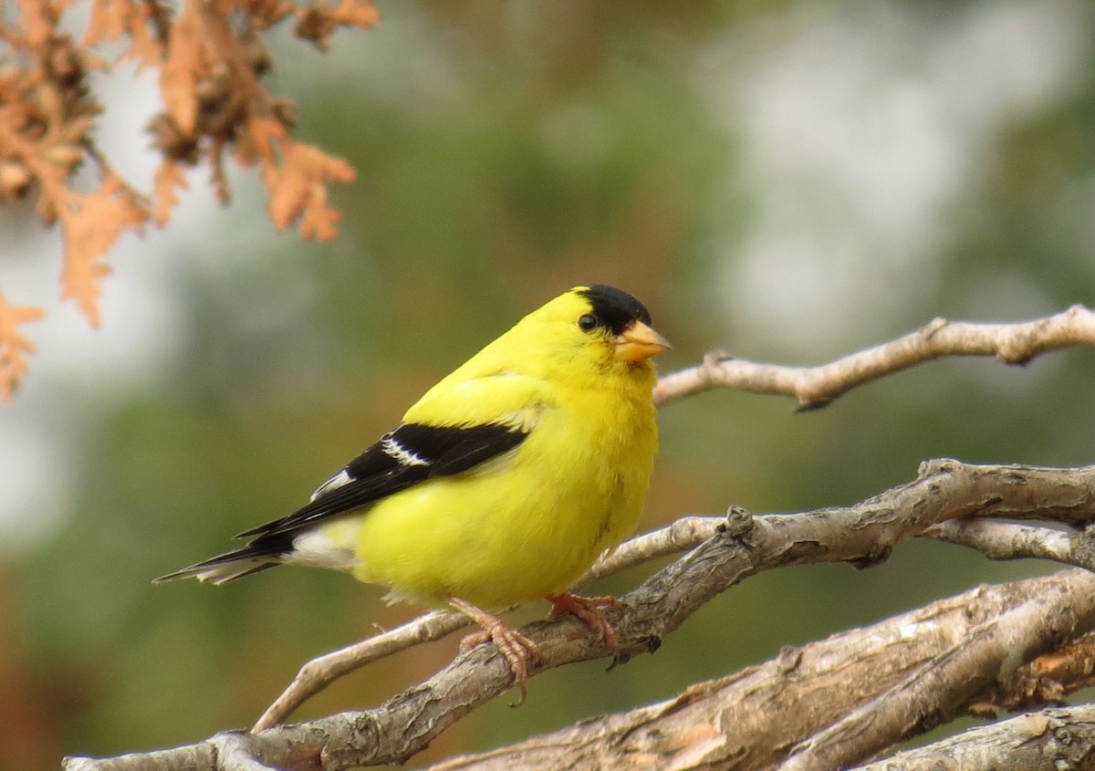 American Goldfinch - Fran Kerbs