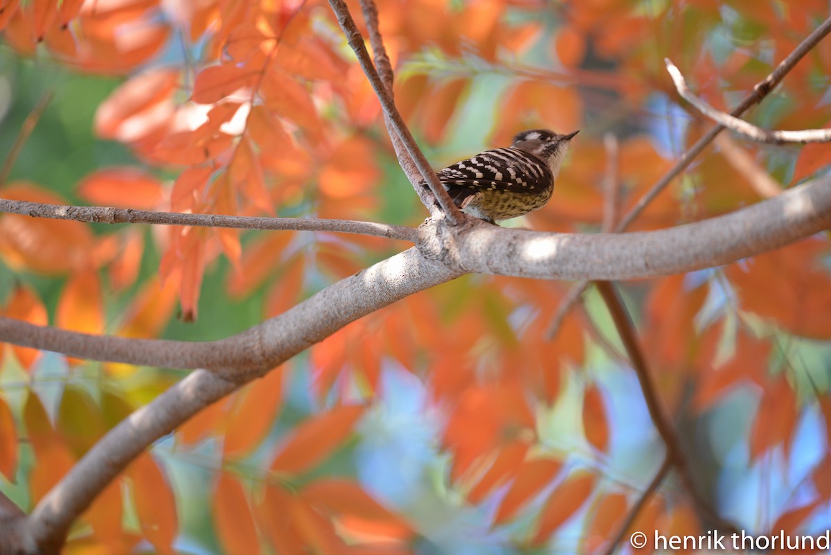 Japanese Pygmy Woodpecker - Henrik Thorlund