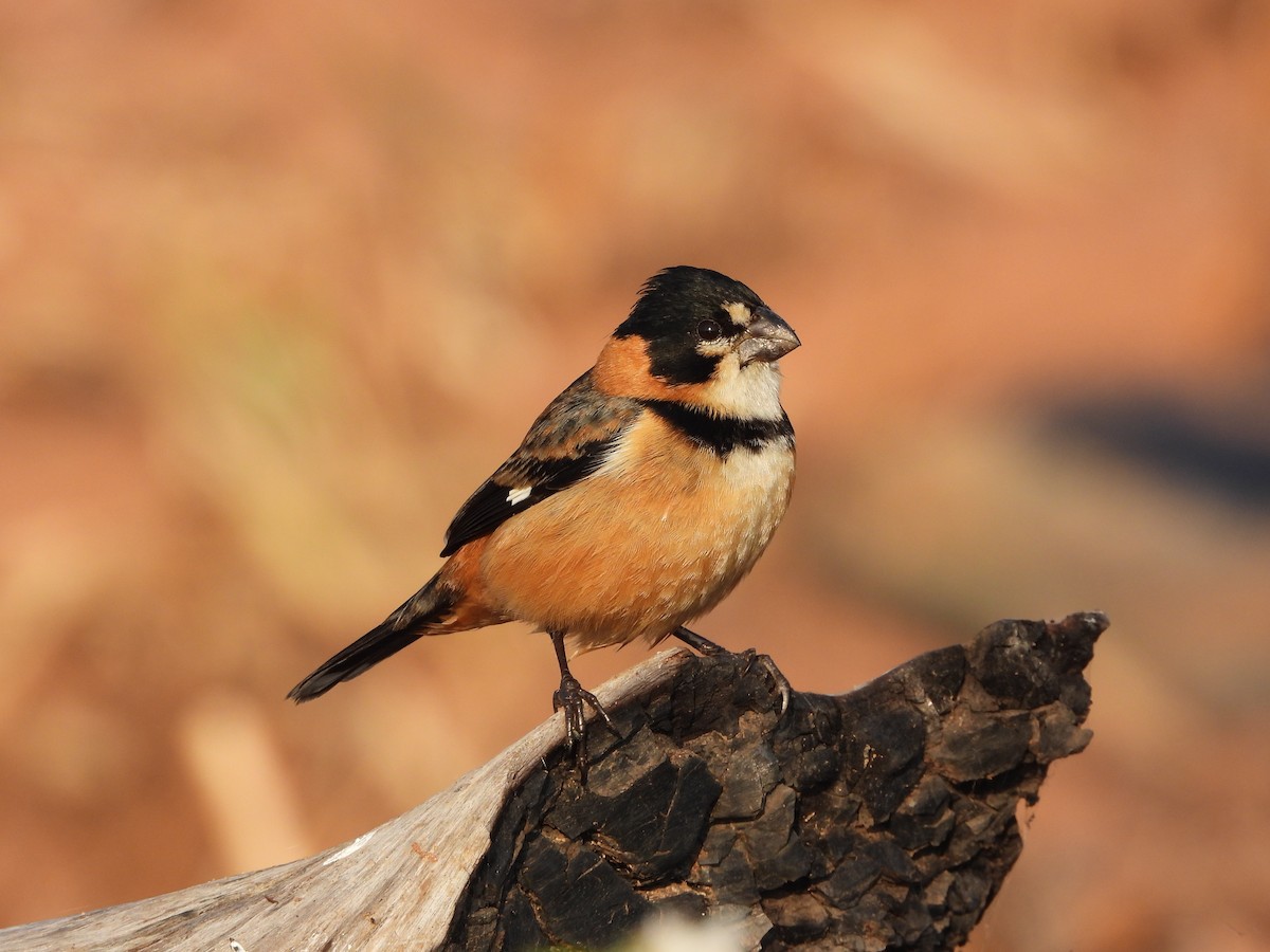 Rusty-collared Seedeater - ML361668951