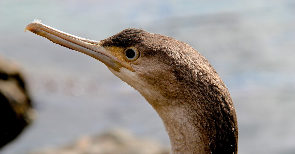 Spotted Shag - ML36167571
