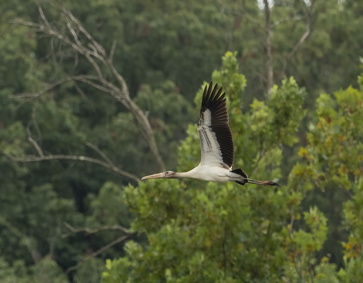 Wood Stork - Wendy Crowe