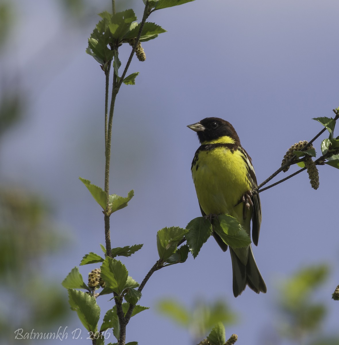 Yellow-breasted Bunting - ML36167771