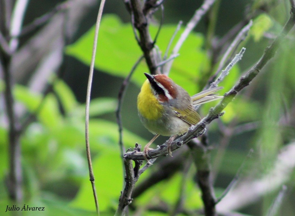 Rufous-capped Warbler - ML36167961