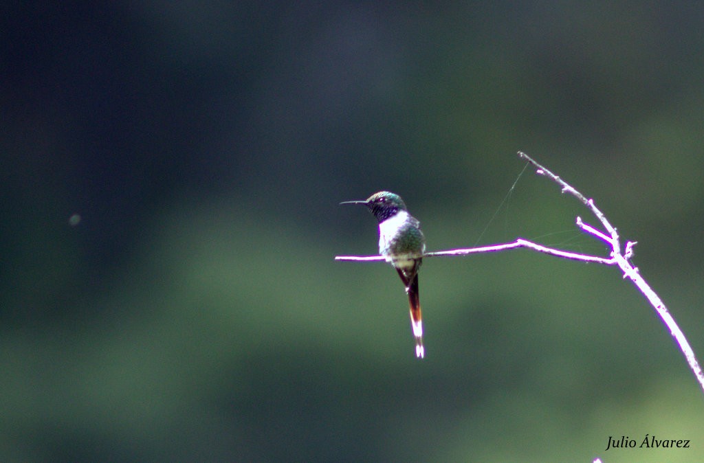 Sparkling-tailed Hummingbird - ML36167971