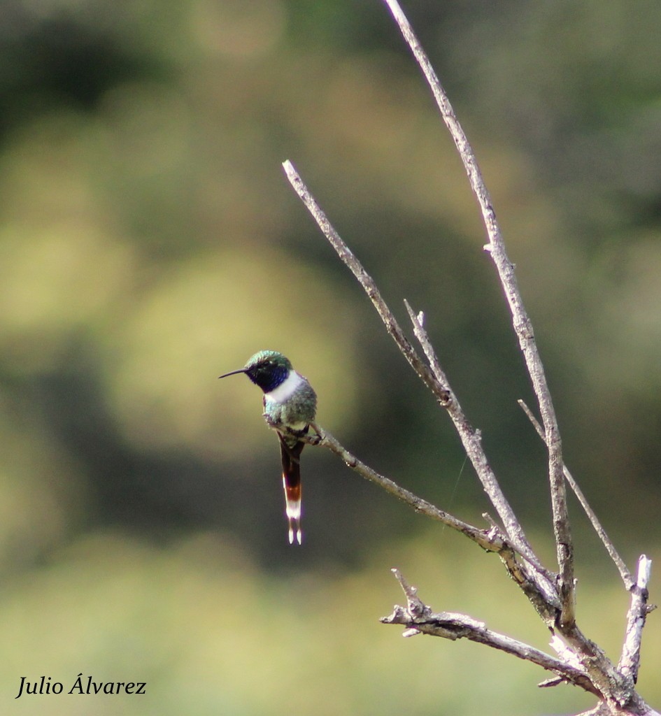 Sparkling-tailed Hummingbird - ML36167981