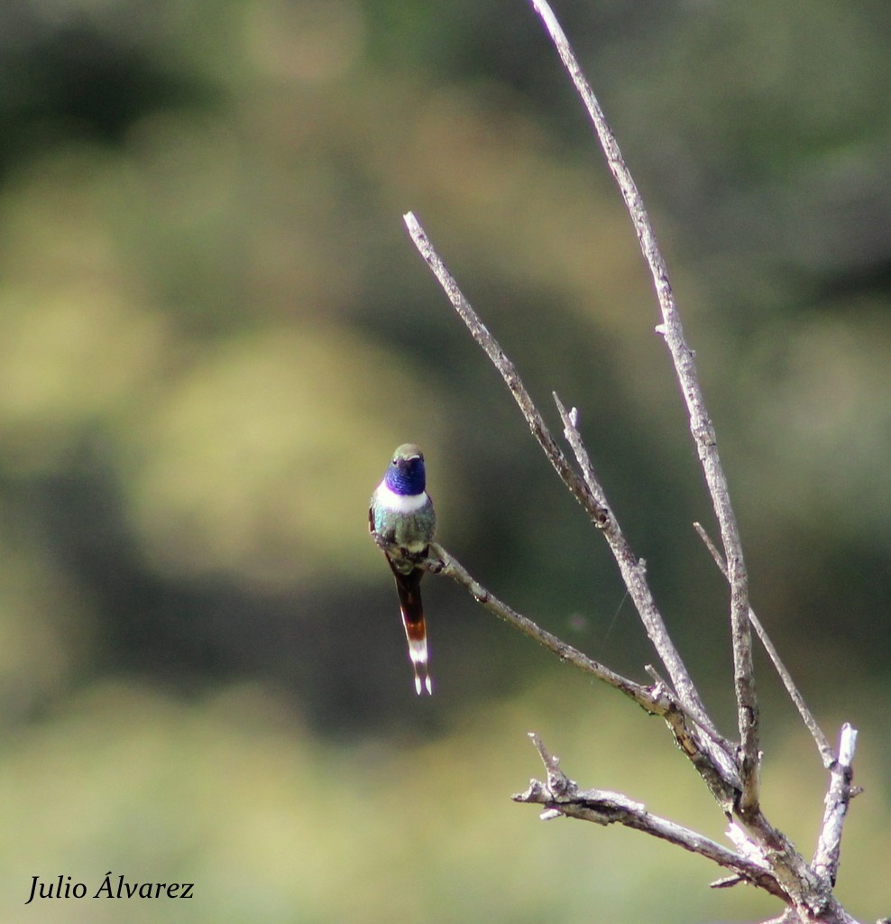 Sparkling-tailed Hummingbird - Julio Alejandro Alvarez Ruiz
