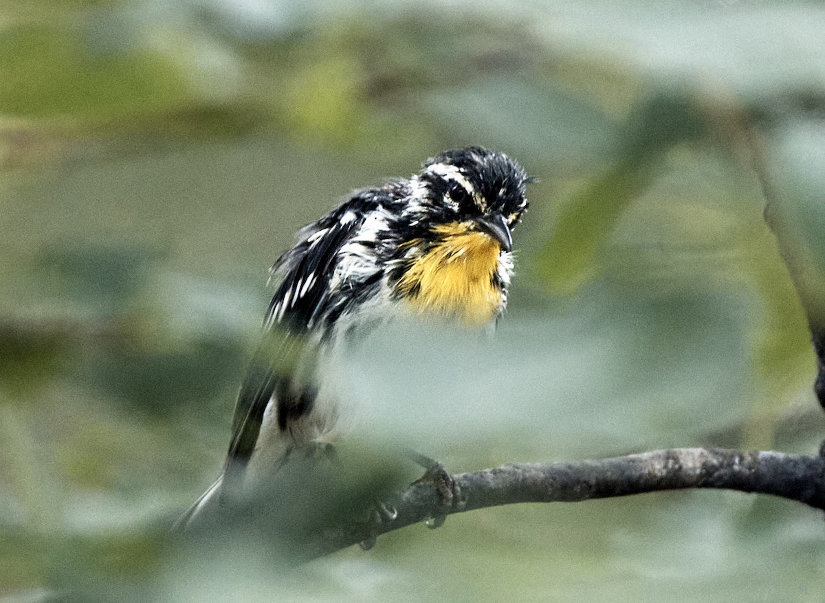 Yellow-throated Warbler - ML361682611