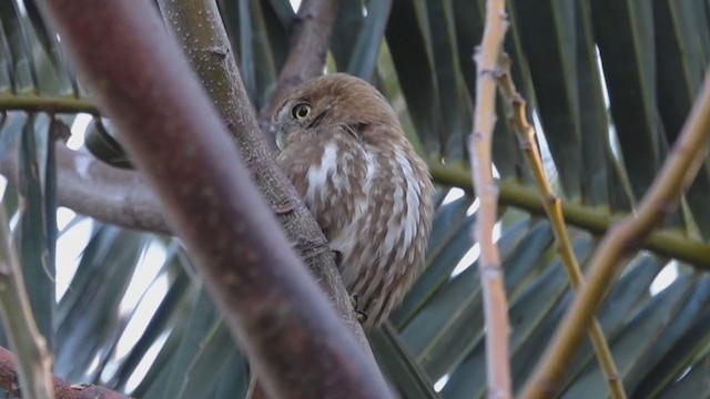 Ferruginous Pygmy-Owl - ML361683711