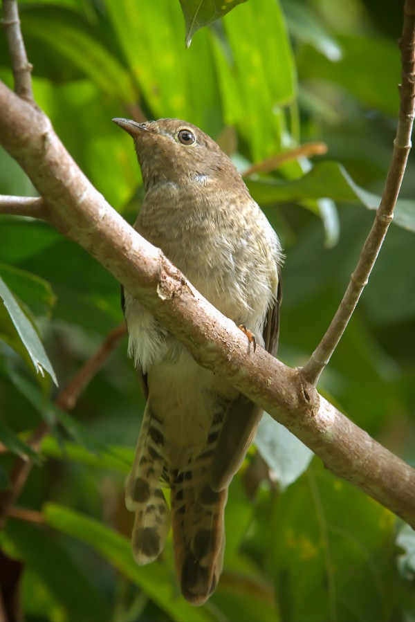 Chestnut-breasted Cuckoo - ML36168381