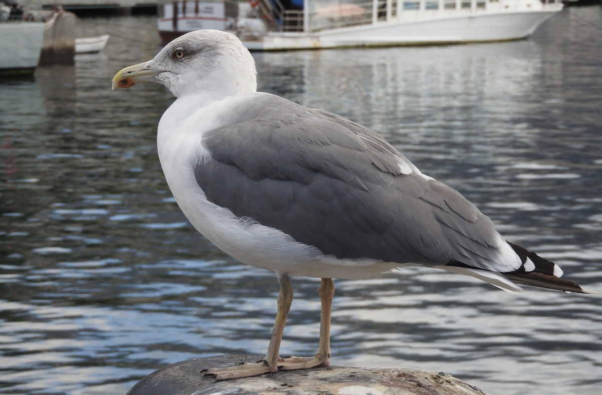 Yellow-legged Gull - Noam Markus