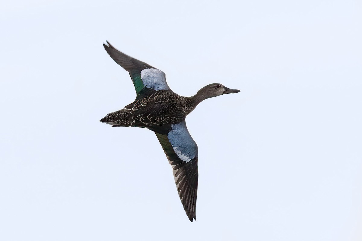 Blue-winged Teal - ML361690501
