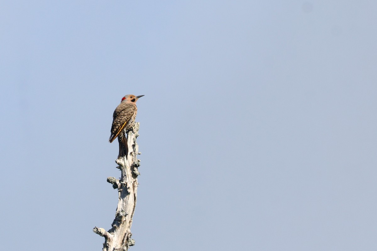 Northern Flicker (Yellow-shafted) - ML361691101