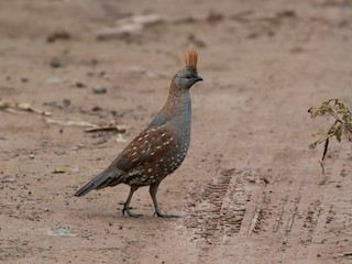  - Elegant Quail