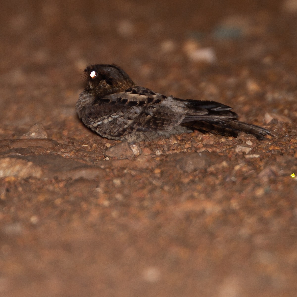 Fiery-necked Nightjar (Black-shouldered) - ML361695141