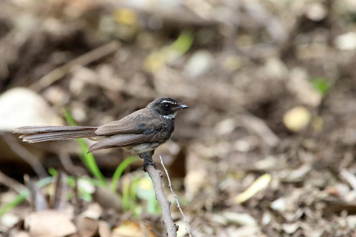 Spot-breasted Fantail - ML36169581