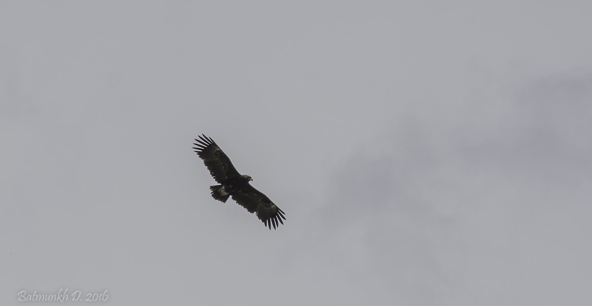 Greater Spotted Eagle - ML36169591
