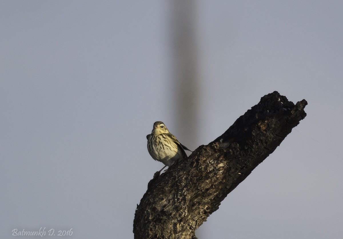 Olive-backed Pipit - ML36169771