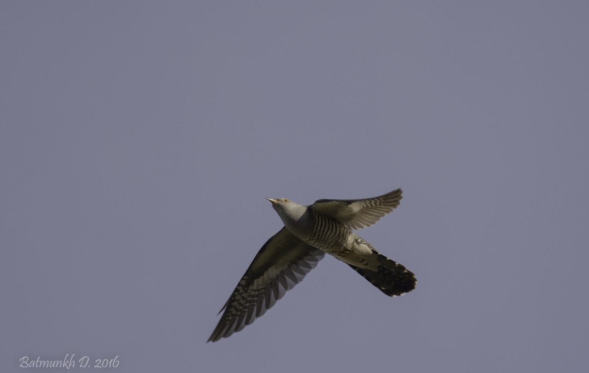 Common Cuckoo - ML36169781
