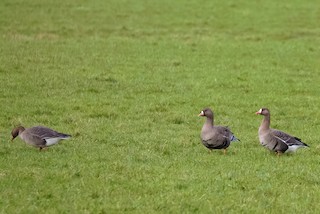 Greater White-fronted Goose, ML361700381