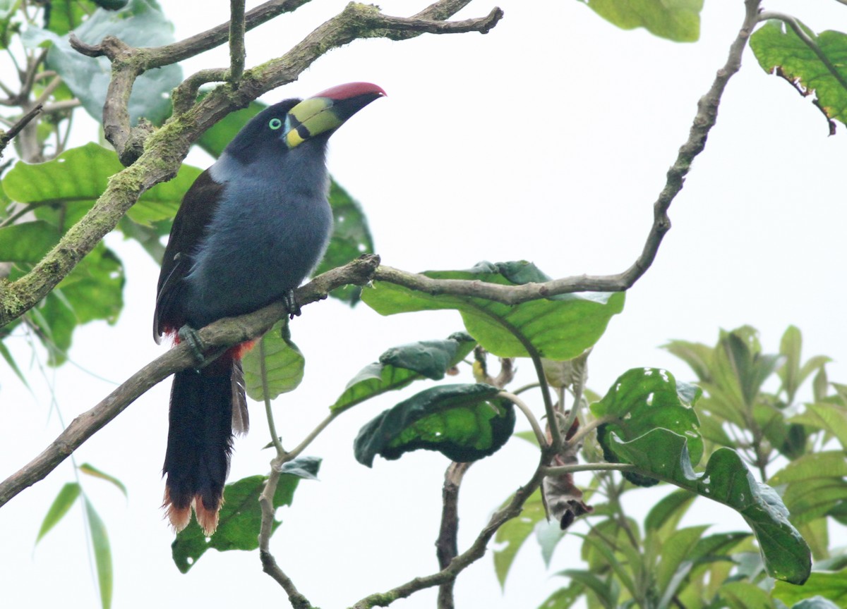 Gray-breasted Mountain-Toucan - ML361701531
