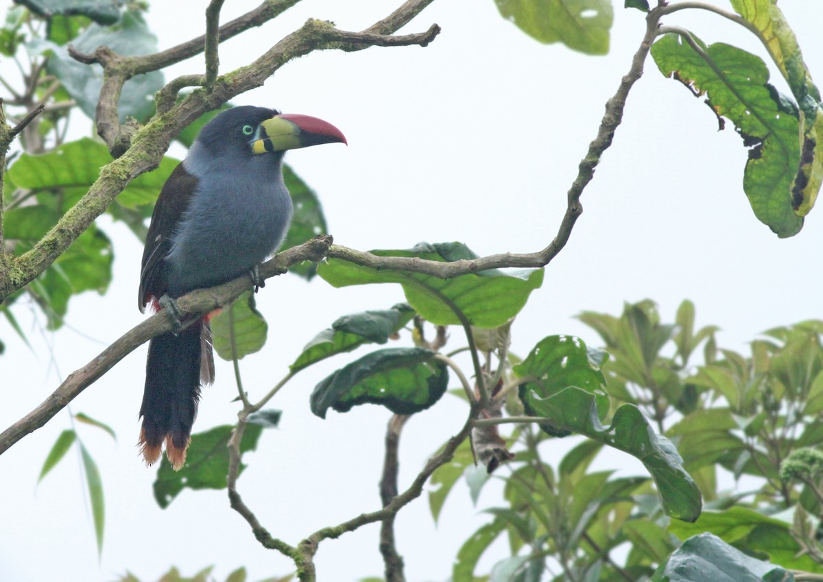 Gray-breasted Mountain-Toucan - ML361701541