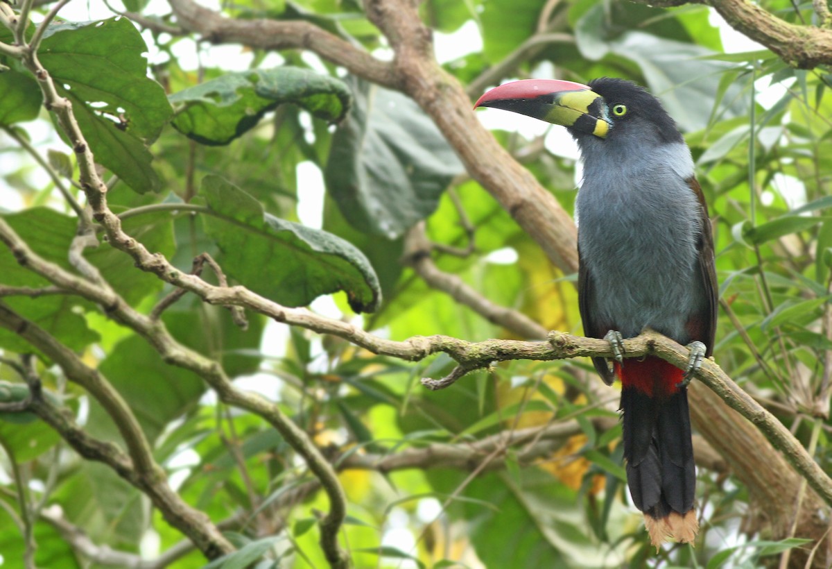 Gray-breasted Mountain-Toucan - ML361703081