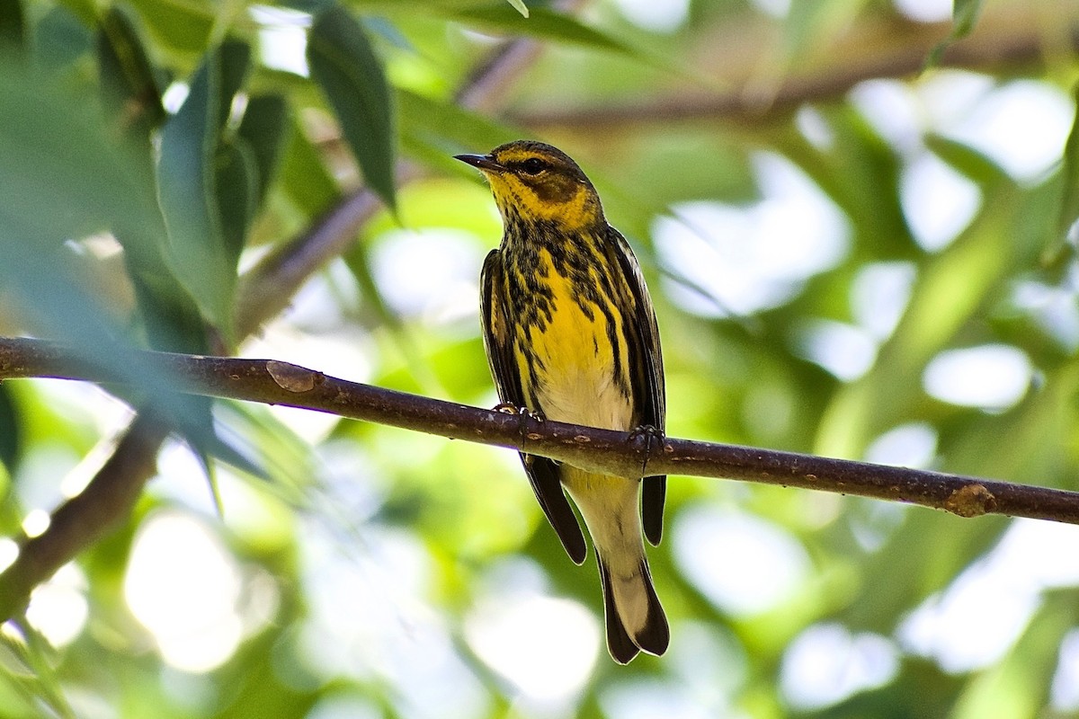 Cape May Warbler - ML361704931