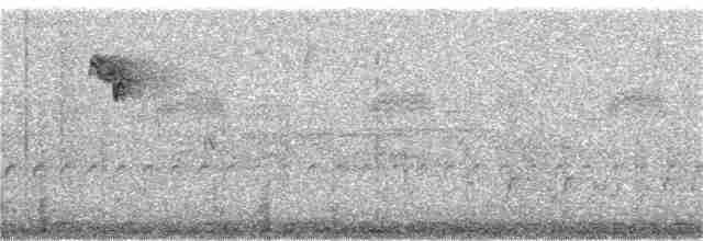 Ерміт мараньянcький [невизнаний вид] - ML361709131