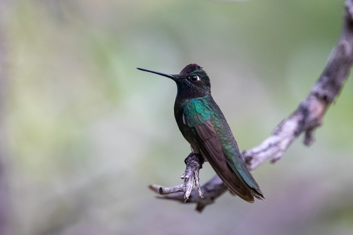 Rivoli's Hummingbird - ML361713141
